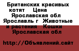 Британских красивых котят  › Цена ­ 2 000 - Ярославская обл., Ярославль г. Животные и растения » Кошки   . Ярославская обл.